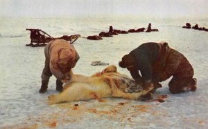 AK, Alaska ESKIMOS SKINNING A POLAR BEAR Taxidermist~Furrier Jonas Bros Postcard