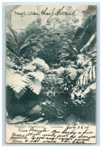 1914 Leipziger Palmengarten Palmenhaus Germany Posted Antique Postcard 