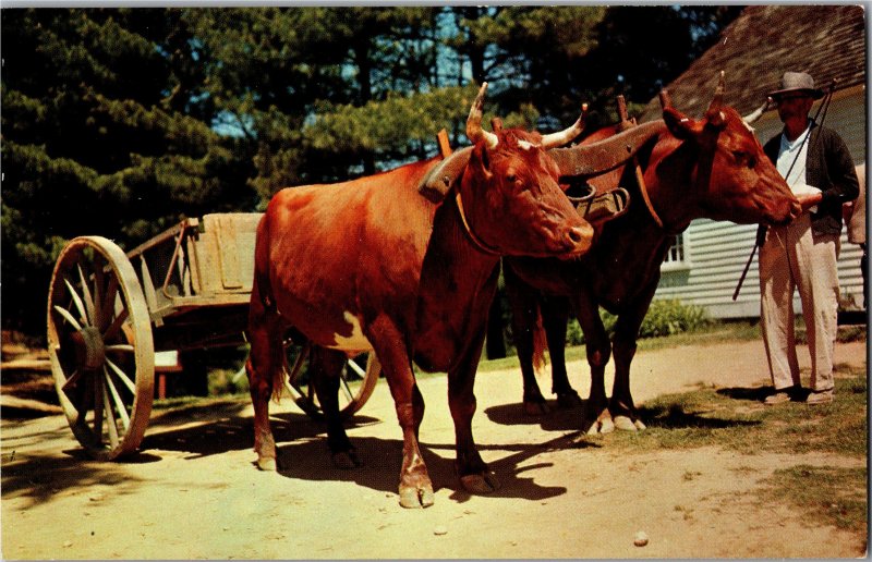 Devon Steers Pulling a Cart Near Blacksmith's Shop Williamsburg VA Y15