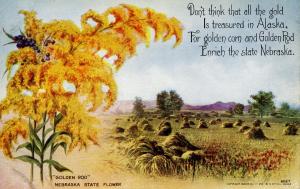 Nebraska State Flower - Golden Rod