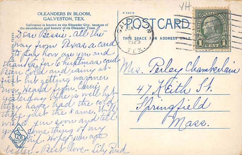 Oleanders In Bloom Postcard