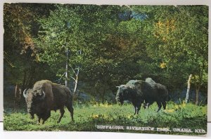 Buffalos Riverview Park Omaha Nebraska Hand Colored 1920 Postcard A8