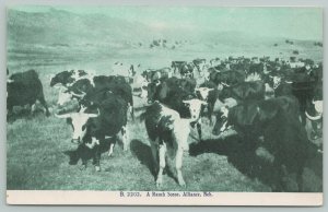 Alliance Nebraska~Ranch Cattle on Hill~Up Close Cows~Miller Bros~Haffner~1909
