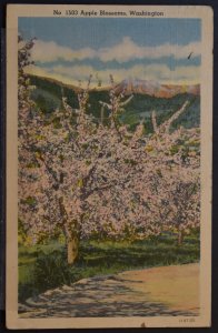 Apple Blossoms, Washington - 1946