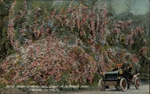 FRESNO CALIFORNIA CA Kearney Park Rose Bush in Bloom Antique Postcard