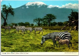 VINTAGE CONTINENTAL SIZED POSTCARD GROUP OF GRANT'S ZEBRA POSTED SUDAN 1977