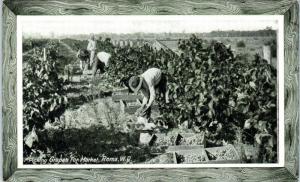 ROMA~QUEENSLAND, Australia  PICKING GRAPES 1915  P.P.I.E. Exposition Postcard