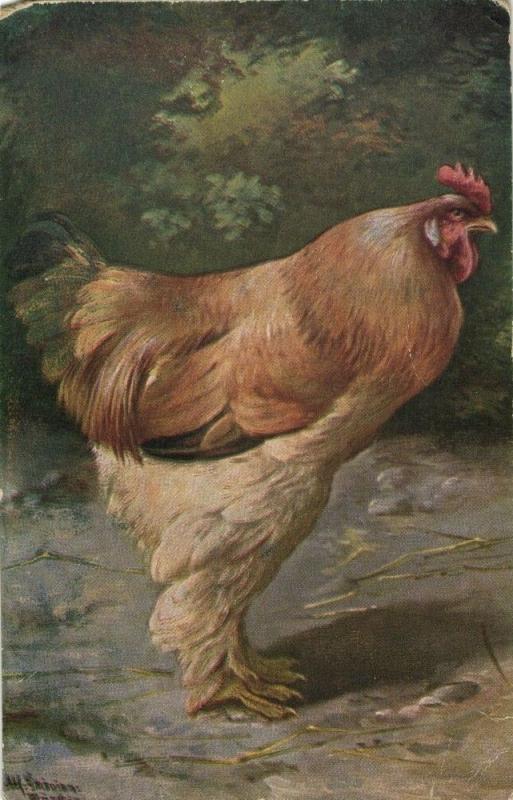 Chicken Hen Rooster, Bird Poultry Postcard (1910s) Artist Signed Postcard