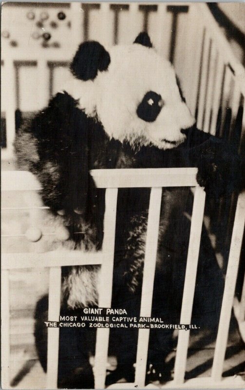 Giant Panda Brookfield IL Chicago Zoological Park Real Photo Postcard F38