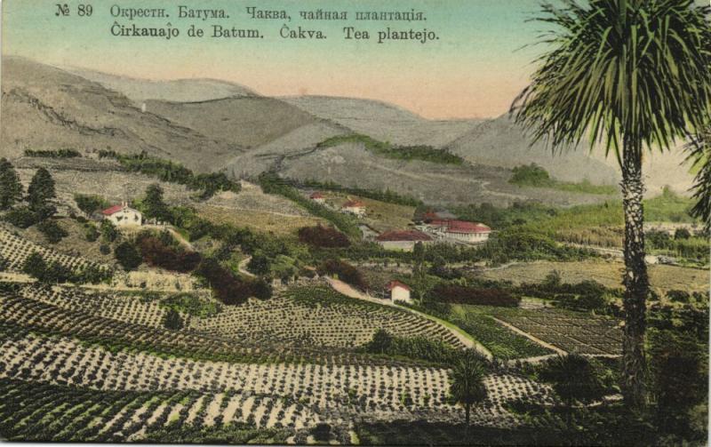 georgia russia, BATUMI BATUM BATOUM, Tea Plantation (1910s)