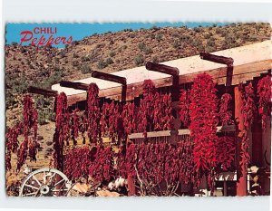 M-213567 Chili Peppers New Mexico USA