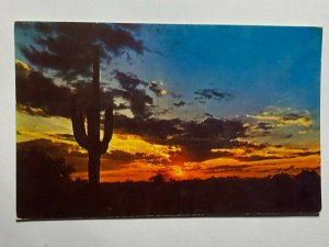 UNUSED USA POSTCARD - SAGUARA CACTUS SUNSET   (KK3173) 