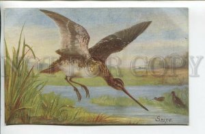 461947 DRUMMOND Snipe Bird HUNT Vintage postcard TUCK #9524