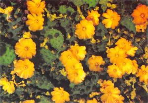 BR71761 pinya de rosa blanes lloret de mar flower fleur girona spain