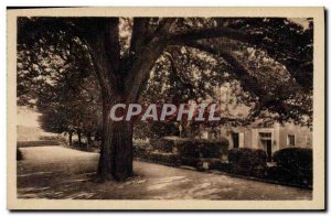 Old Postcard Tree Loches The Royal Castle Chestnut plant by Francois 1er