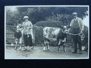 Farming Portrait FARMERS WITH YOUNG BULLS CATTLE Country Life - Old RP Postcard