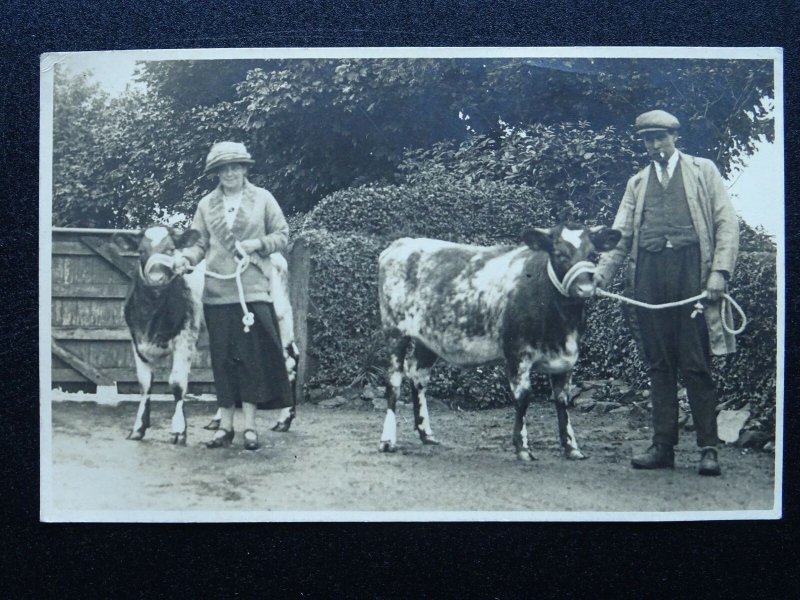 Farming Portrait FARMERS WITH YOUNG BULLS CATTLE Country Life - Old RP Postcard