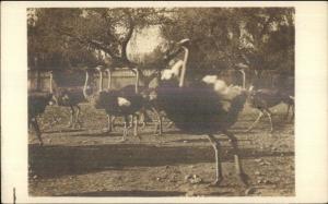 Ostrich - Ostriches c1915 Real Photo Postcard