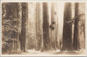 The Seven Sisters Trees Stanley Park Vancouver BC Man Woman RPPC Postcard G25