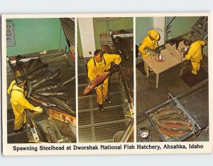 Postcard Spawning Steelhead at Dworshak National Fish Hatchery Ahsahka Idaho USA