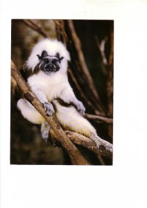 5 X 7, Cotton-top Tamarin, Palm Beach Zoo, Florida,