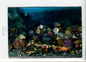 3164993 Norway BERGEN Aquarium Sea Anemones Old Colorful PC