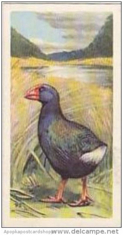 Brooke Bond Vintage Trade Card Wildlife In Danger 1963 No 33 Takahe