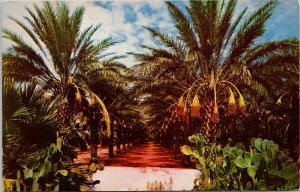 Date Groves Coachella Valley Indio CA California Unused Postcard F54