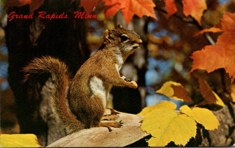 Squirrels Friendly Little Fellow Grand Rapids Michigan 1972