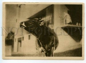 488955 1930 animals in the movie Burenushka film new cow edition 50000 russian