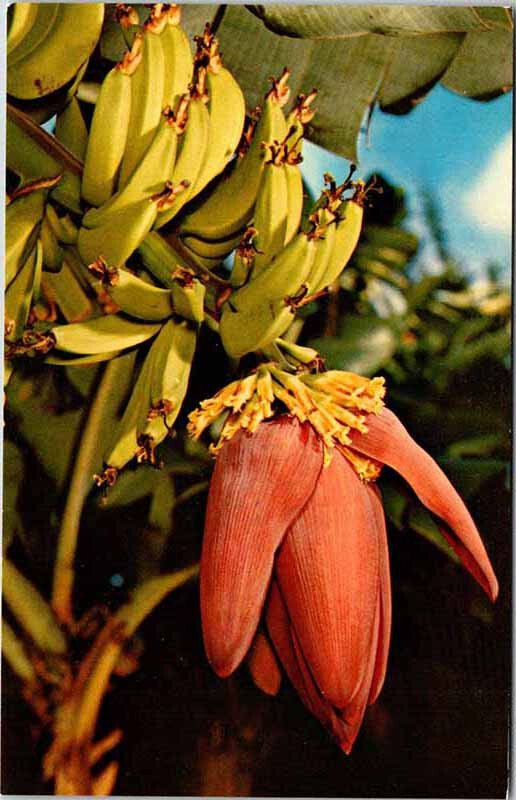 Postcard NATURE SCENE State of Hawaii HI AK7197