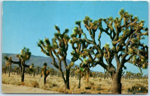 Postcard - Joshua Trees, Sentinels of the Desert