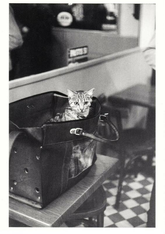 Cat in a Satchel in a Paris Restaurant by Edouard Golbin Postcard