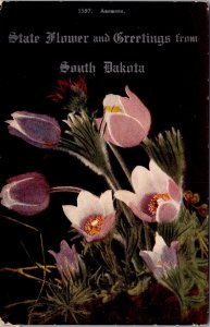 Anemone, State Flower and Greetings from South Dakota c1911 Vintage Postcard Q47