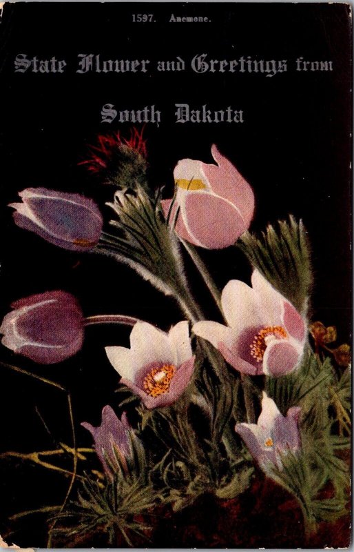 Anemone, State Flower and Greetings from South Dakota c1911 Vintage Postcard Q47