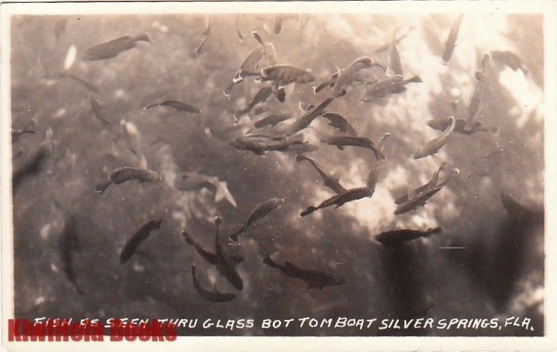 Postcard RPPC Fish Glass Bottom Boat Silver Springs FL