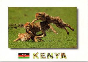 African Wildlife Cheetah Cubs Playing PostcardPC514
