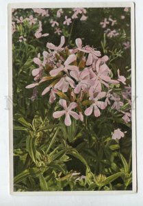 427989 Flower Saponaria officinalis Sammelwerk Tobacco Card w/ ADVERTISING