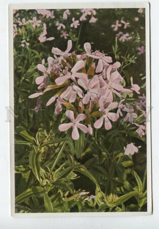 427989 Flower Saponaria officinalis Sammelwerk Tobacco Card w/ ADVERTISING