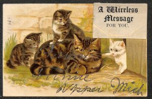 CATS WIRELESS MESSAGE IN FRENCH MICHIGAN GLITTER ADDED NOVELTY POSTCARD 1908