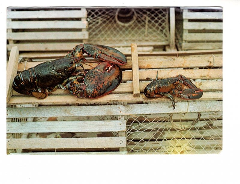 Lobster on Traps, Nova Scotia, Maritime Postcards