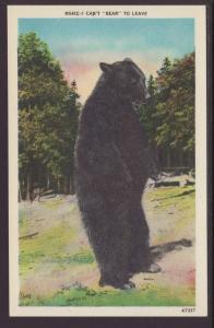 Black Bear Postcard