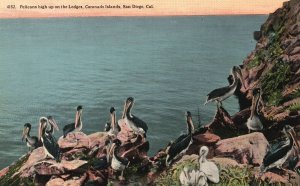 Vintage Postcard Pelicans High Up Ledges Coronado Islands San Diego California