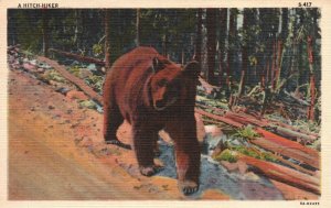 Vintage Postcard 1947 A Hitch Hiker Animal Scene Big Brown Bear in Forest