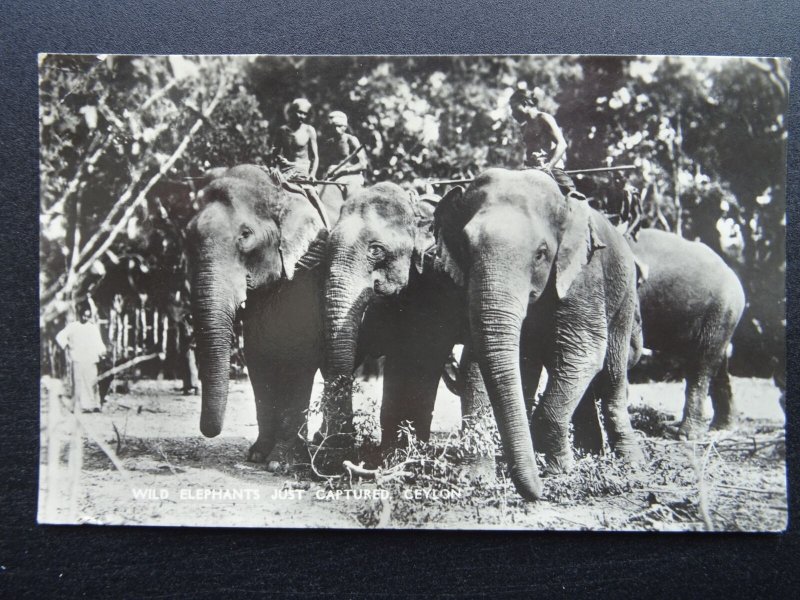 Sri Lanka - Ceylon WILD ELEPHANTS JUST CAPTURED c1950s RP Postcard by Plate Ltd