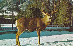 Buck Deer Canadian Rockies