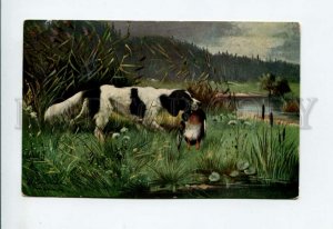 3157003 HUNT Duck ENGLISH SETTER by SCHONIAN Vintage color PC