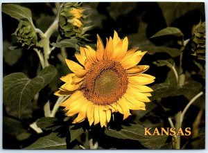 Postcard - The commercial Sunflower (Genus Helianthus) In Field - Kentucky