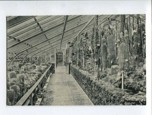 286957 GERMANY BERLIN Dahlem royal botanical garden cacti Vintage postcard