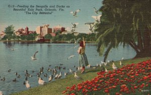 Vintage Postcard 1956 Feeding Seagull & Ducks on Eola Park Orlando Florida FL